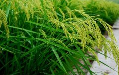 水稻施肥量及比例您知道嗎？水稻要如何施肥？