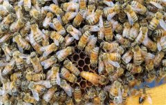 蜜蜂疾病的治療和預防、治療措施