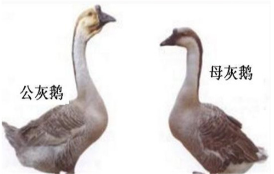 公、母鵝的配偶