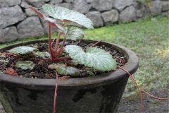 如何盆栽虎耳草，虎耳草盆栽關(guān)鍵技術(shù)解密