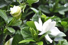 盆栽梔子花好養(yǎng)嗎？告訴你梔子花盆栽怎樣養(yǎng)殖