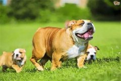 怎樣加強懷孕母犬飼養(yǎng)管理，防止胚胎死亡或流