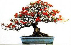 火棘如何盆栽？講述火棘種植的那些細節(jié)問題
