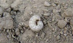 地老虎的防治辦法、習性與為害特點