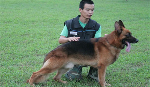 因犬制宜，區(qū)別對待