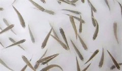 魚(yú)苗放養(yǎng)密度多少合適，需注意什么？