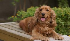 可卡犬多少錢一只？如何選購與飼養(yǎng)可卡犬