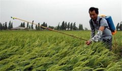 什么叫“寒露風(fēng)”，寒露風(fēng)對(duì)晚稻有何影響