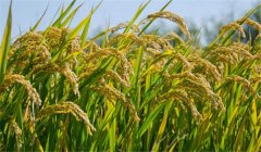為什么說農作物白根有勁、黃根保命、黑根生病