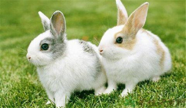 青料為主、精飼為輔