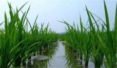 晚稻施穗肥效果好不好，應(yīng)怎樣施肥？