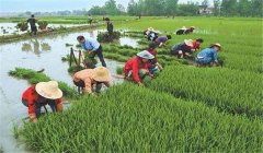 中稻什么時(shí)候下種、幾月收割？