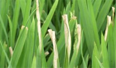 怎樣防止雜交水稻的白葉枯病 用什么藥治療？