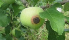 蘋果腐爛病用什么藥最有效，如何預(yù)防？