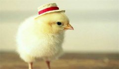 種公雞的飼養(yǎng)管理要點有哪些？