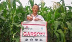 玉米基肥比例多少好，玉米基肥施多少合適？