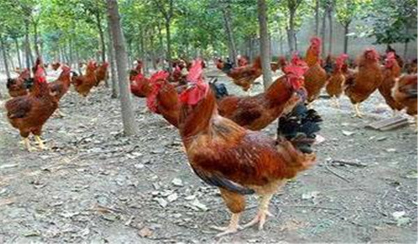 種雞公、母要分開飼養(yǎng)