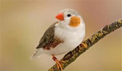 珍珠鳥(niǎo)怎么養(yǎng)，珍珠鳥(niǎo)的飼養(yǎng)與繁殖方法