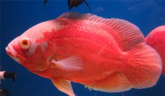 豬仔魚(yú)水溫多少合適 豬仔魚(yú)怎么養(yǎng)？