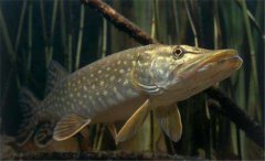 白斑狗魚怎么養(yǎng)，白斑狗魚養(yǎng)殖技術要點
