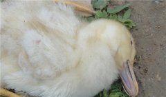 鴨大腸桿菌病的防治技術(shù)，用什么藥治療