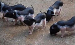 漢普夏豬是什么品種，有哪些生產(chǎn)優(yōu)勢?