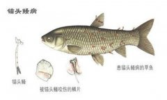 病錨頭鳋病怎么治療，用什么藥治療