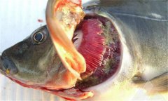 魚爛鰓病怎么處理 爛鰓病怎么治、用什么藥治療