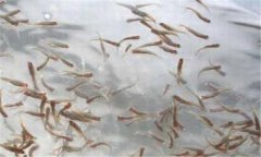 一齡魚是多少時間的魚苗，一齡魚種的放養(yǎng)要領(lǐng)
