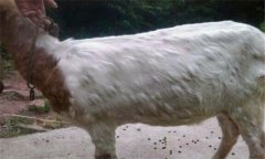 羊痘病的癥狀與治療方法、流行特點(diǎn)