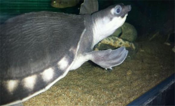 怎樣開(kāi)展魚(yú)龜混養(yǎng)