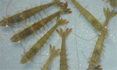 南美白對(duì)蝦病毒有哪些、怎樣防治？