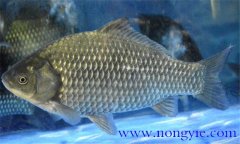 鯽魚有幾種，鯽魚種類知多少？