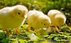 如何飼養(yǎng)小雞 怎樣讓母雞飼養(yǎng)陌生的小雞？