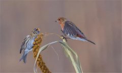 朱頂雀是國家保護(hù)動物嗎?怎么繁殖、如何飼養(yǎng)