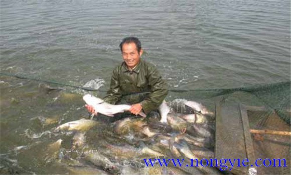 彭澤鯽魚(yú)一年能長(zhǎng)多大