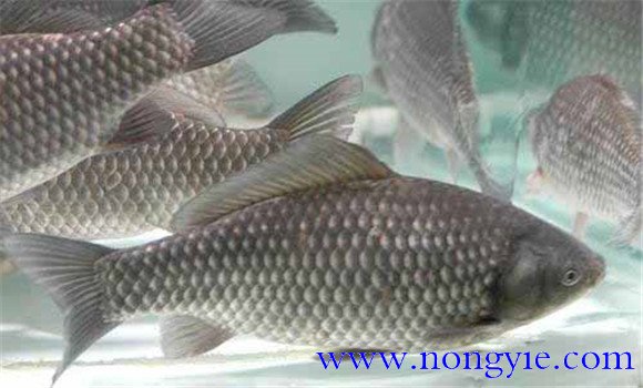 彭澤鯽魚(yú)如何養(yǎng)殖