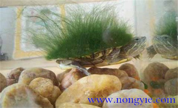 綠毛龜是保護動物嗎、綠毛龜怎么養(yǎng)