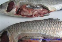 草魚(yú)出血病發(fā)病原因、癥狀、治療方法