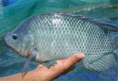 羅非魚的原產(chǎn)地是哪里，其生活習(xí)性如何？