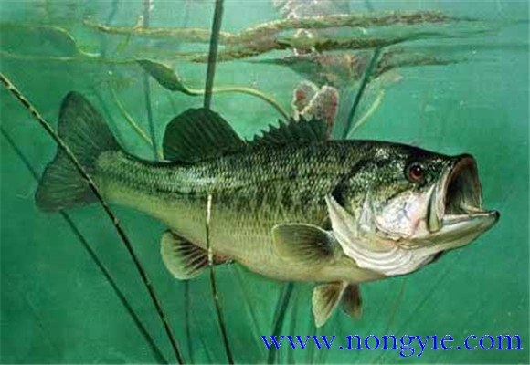 大口黑鱸養(yǎng)殖，飼養(yǎng)幼魚要注意哪些