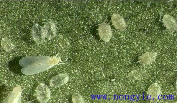 白粉虱怎么治，白粉虱用什么藥防治