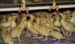 雛鴨飼養(yǎng)及管理要點(diǎn)：飼喂、溫度、飼養(yǎng)密度等