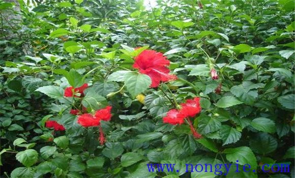 盆栽扶?；ㄔ趺答B(yǎng)才能開好花