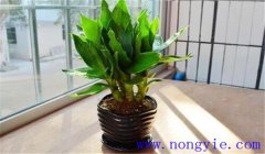 觀音竹怎么養(yǎng)才能長得好，關注這四點就夠了