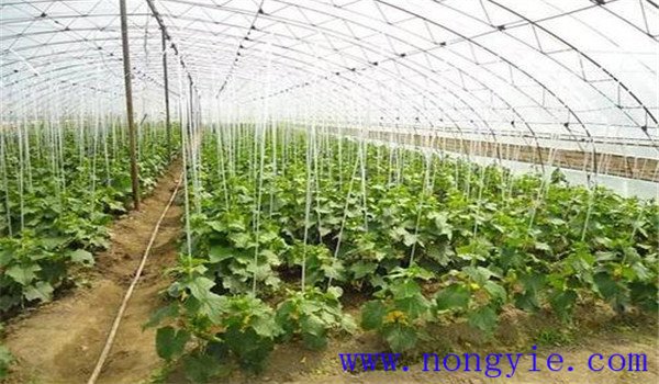 如何合理施用氮肥，施氮肥注意什么