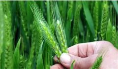 小麥揚(yáng)花期能澆水嗎？小麥揚(yáng)花期是什么時間