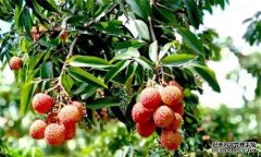 荔枝需要什么種植環(huán)境？荔枝種植技術有什么？