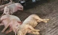 非洲豬瘟的癥狀是什么？如何預(yù)防非洲豬瘟？