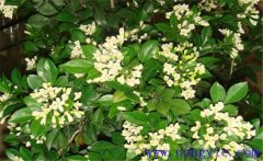 冬季九里香如何種植？該注意哪些環(huán)境因素？